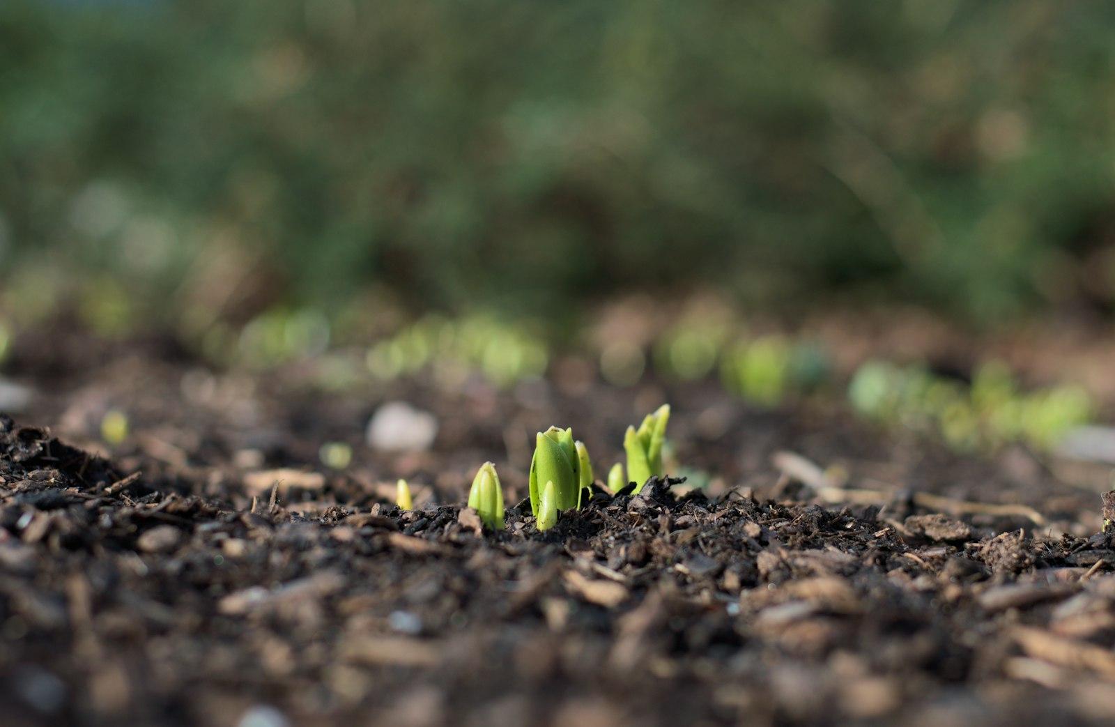 Small green seedlings emerging from dark, freshly tilled garden soil, photographed close-up